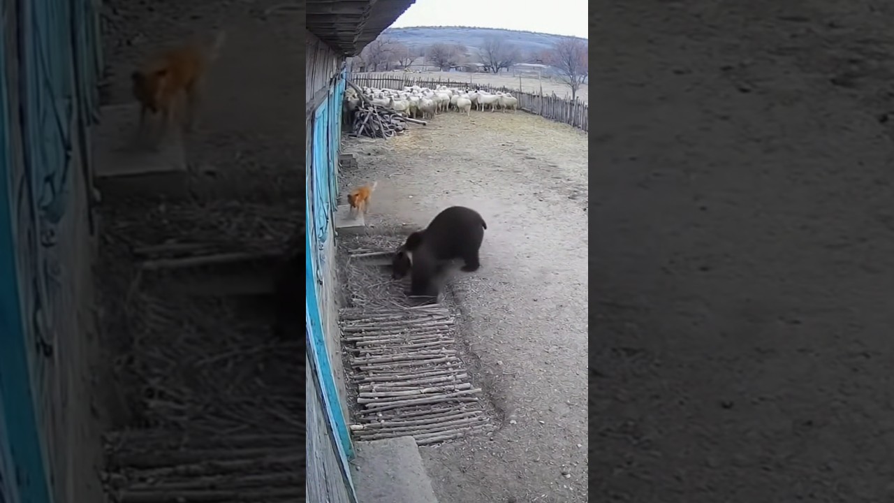 A polar bear walked into a trap — trained dog was waiting for him!