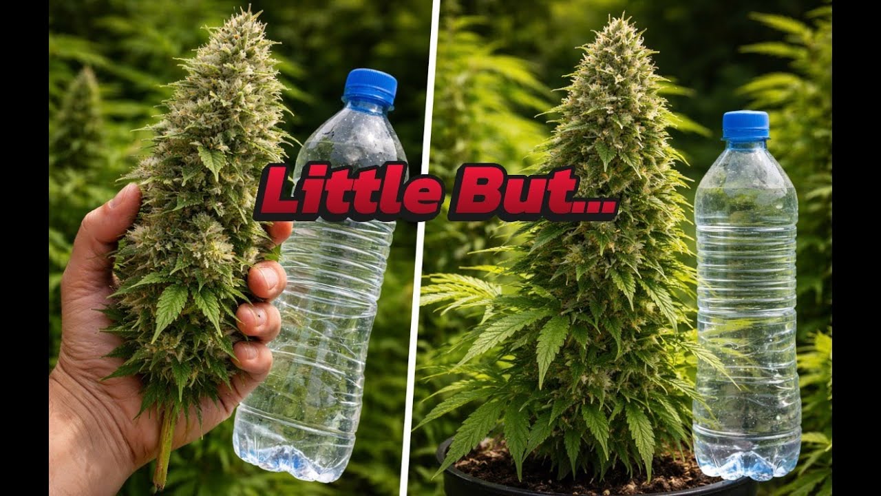 Woche 8 im Garten 🌱 Riesige Blüten & Ausblick auf den nächsten Grow