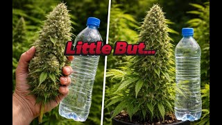 Week 8 in the garden 🌱 Huge blossoms & a glimpse of the next grow