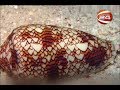 মরফিনের চেয়ে ১০০ গুণ শক্তিশালী ব্যাথানাশক