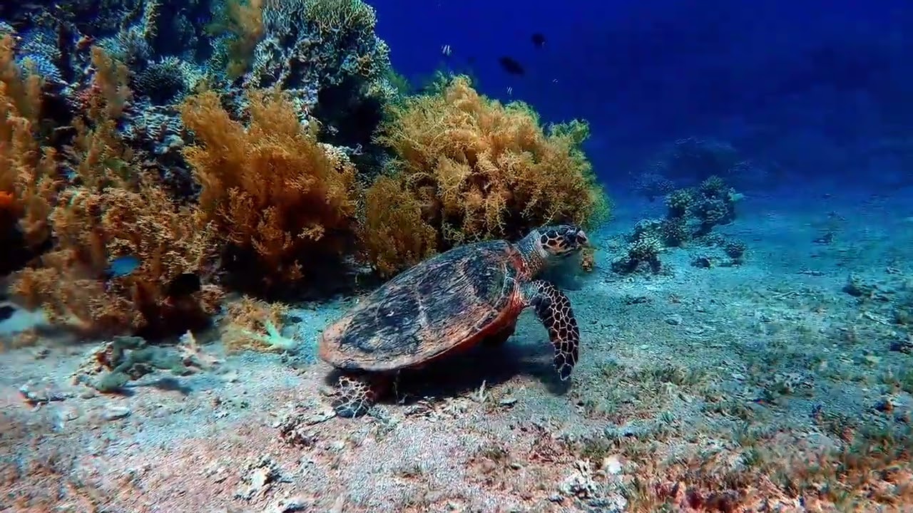 Relaxing Underwater Sounds|  Focus Meditation Deep Sleep | Sea Turtle Coral Ocean Floor| White Noise