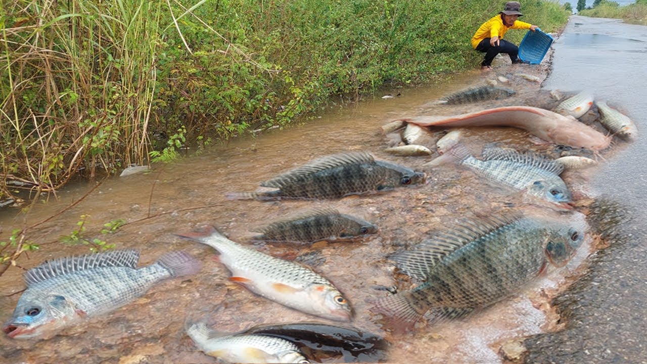 Nature Shocked Everyone: Fish Swimming on the Road After Rain