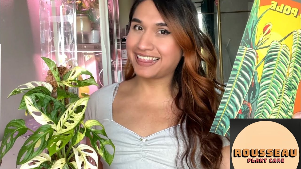Rousseau Moss Pole Installation! Does it really work? Repotting my Varigated Monstera Adansonii!