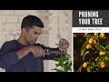 Pruning: The Secret to Beautiful Lemon, Lime, and Orange Trees in Containers