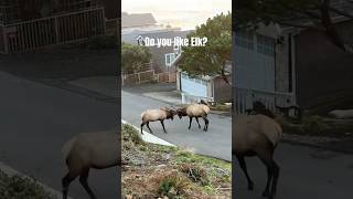 The local Elk Herd of Cannon Beach | Oregon Coast Wildlife
