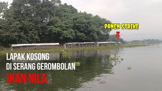 Lapak kosong di serang  brutal gerombolan ikan nila || makin sore makin gila😲