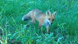 Trail Camera Videos Summer Series Aug 15, 2026