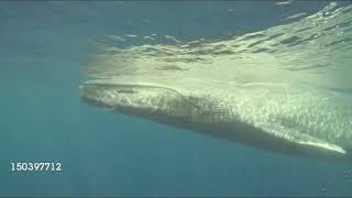 Prehistoric Cetaceans And Modern Cetaceans