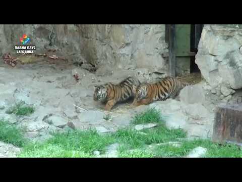 Tri tigrića rođena u jagodinskom Zoo vrtu 20.05.2026.