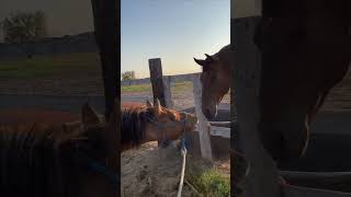 Yearling Horse Clack His Gums at Another Horse