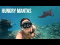 THEY EAT WITHOUT TEETH (swimming with manta rays)