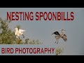 Bird Photography-Photographing Nesting spoonbills