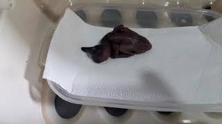 Pomba Goura Nascimento