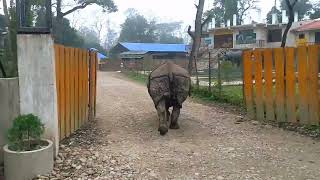 Aggressive Rhino turns back to attack | Walk with Rhino at Chitwan National Pak| Rhino attack