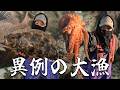 異例の大漁！冬の海でカワハギ大豊漁！ヒラメやタコとイカも登場