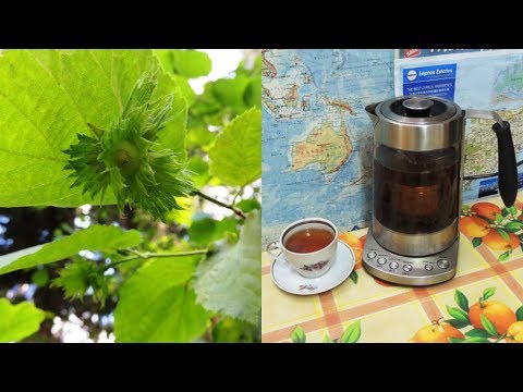 Ореховый чай из листьев 🌿 лещины. Варикоз, тромбофлебит и аденома. Nut tea.