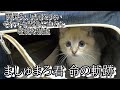 ましゅまろ君 懸命に生きた命の軌跡