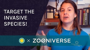 Around the Zoo - Invader ID