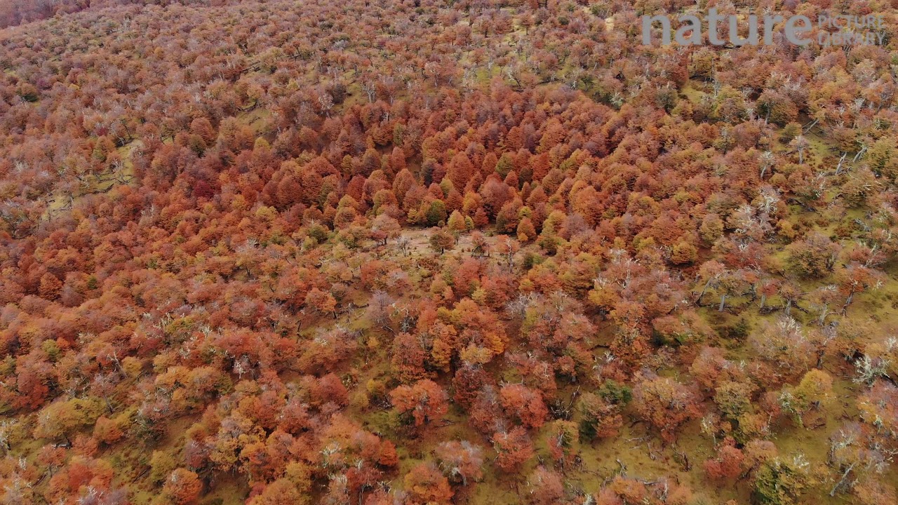 Aerial shot over a forest of Southern beech trees in autumn, Torres del Paine National Park, Patagon