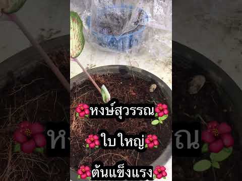 ผลสลากกินแบ่งรัฐบาล วันที่ 1 พย. 2567 ผลสลากกินแบ่งรัฐบาล วันที่ 1 พย. 2567