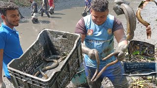 Best Eel Fishing | Dry Season Eel Hunting | Eel Fish Searching Under Mud Water | Catch Big Eel Fish