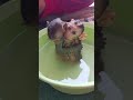 Bebe &amp; Coco are bathing with hot water by dad #shorts