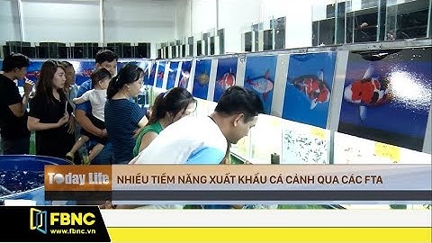 Cá cảnh Việt Nam: Nhiều tiềm năng xuất khẩu qua các FTA | Tiêu Điểm 16/9/19