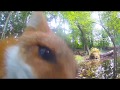 Red Fox Tries to Eat Camera