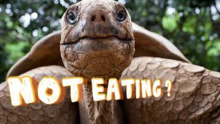 What to do if tortoise is not eating food. Tortoise refusing food