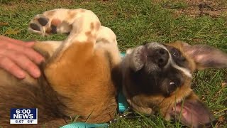 Minnesota animal rescue group sees decline in adoption requests | FOX 9 KMSP