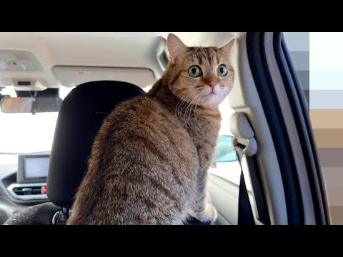 車酔いしやすい猫のために新しい車を買いました！