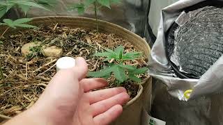 Royal Gorilla, Sour Tangie & Orange Juice, Garden Update #2