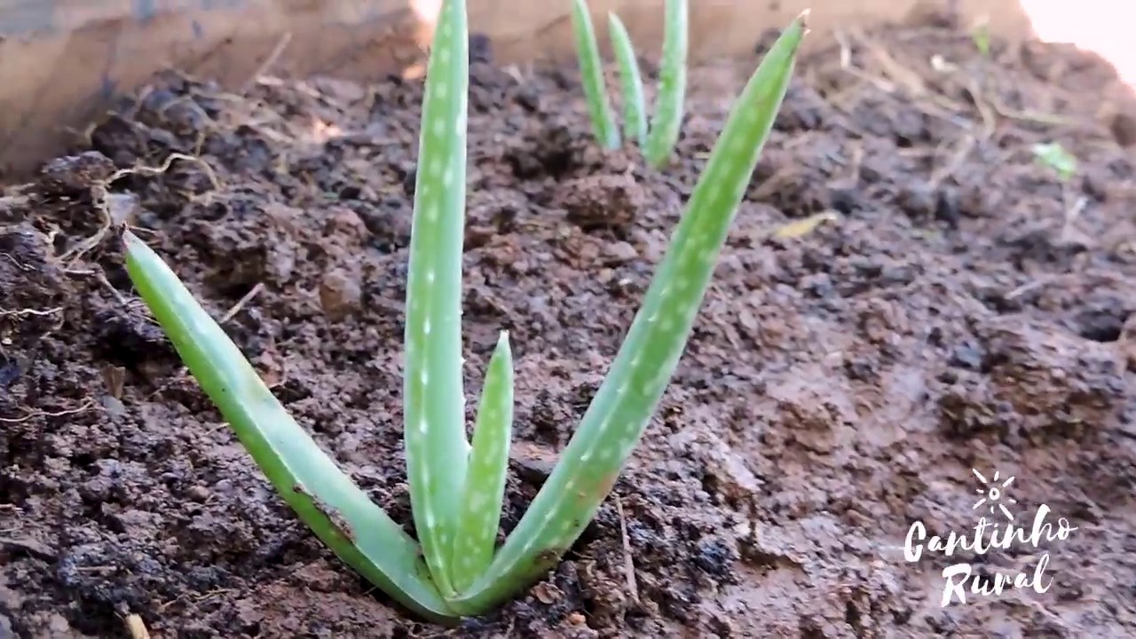 Dicas para CUIDADOS DA BABOSA! O que faço para elas AUMENTAREM tanto