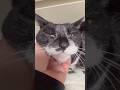 もうすぐ20歳のカズ君ひたすらモフられる#白髪のハチワレ#春