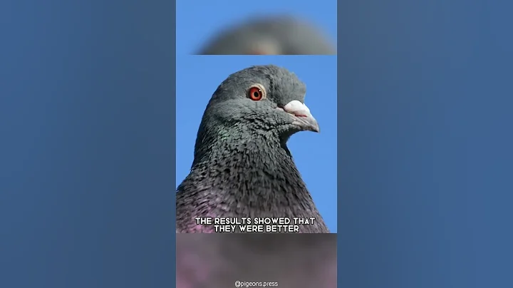 Pigeon 🕊 The Smartest Bird On The Planet?