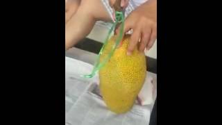 Ibu Hamil Tidak Boleh Makan Nangka Doktersehat Ibu Hamil Tidak Boleh Makan Nangka Doktersehat