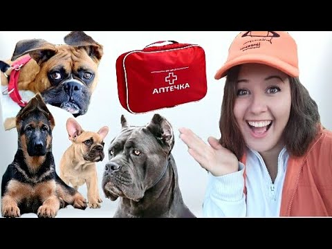 DOG owner&rsquo;s MEDICAL KIT can save lives! Wet nose