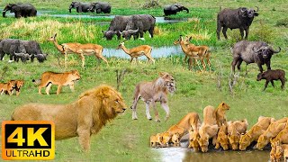 4K African Animals: Hwange National Park  Amazing African Wildlife Footage with Real Sounds in 4K