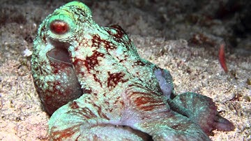 Underwater Photography Part 1: Getting Started