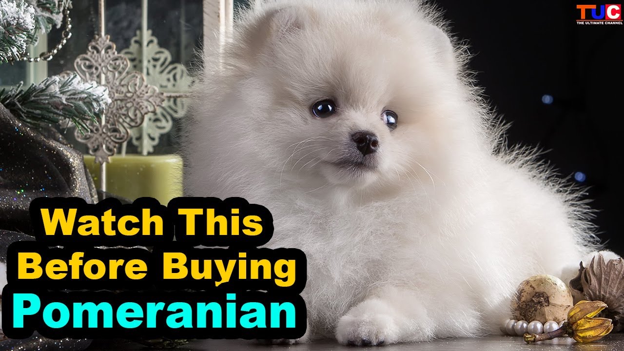 Advantages Of Having A Pomeranian In HINDI Popular Dogs TUC YouTube