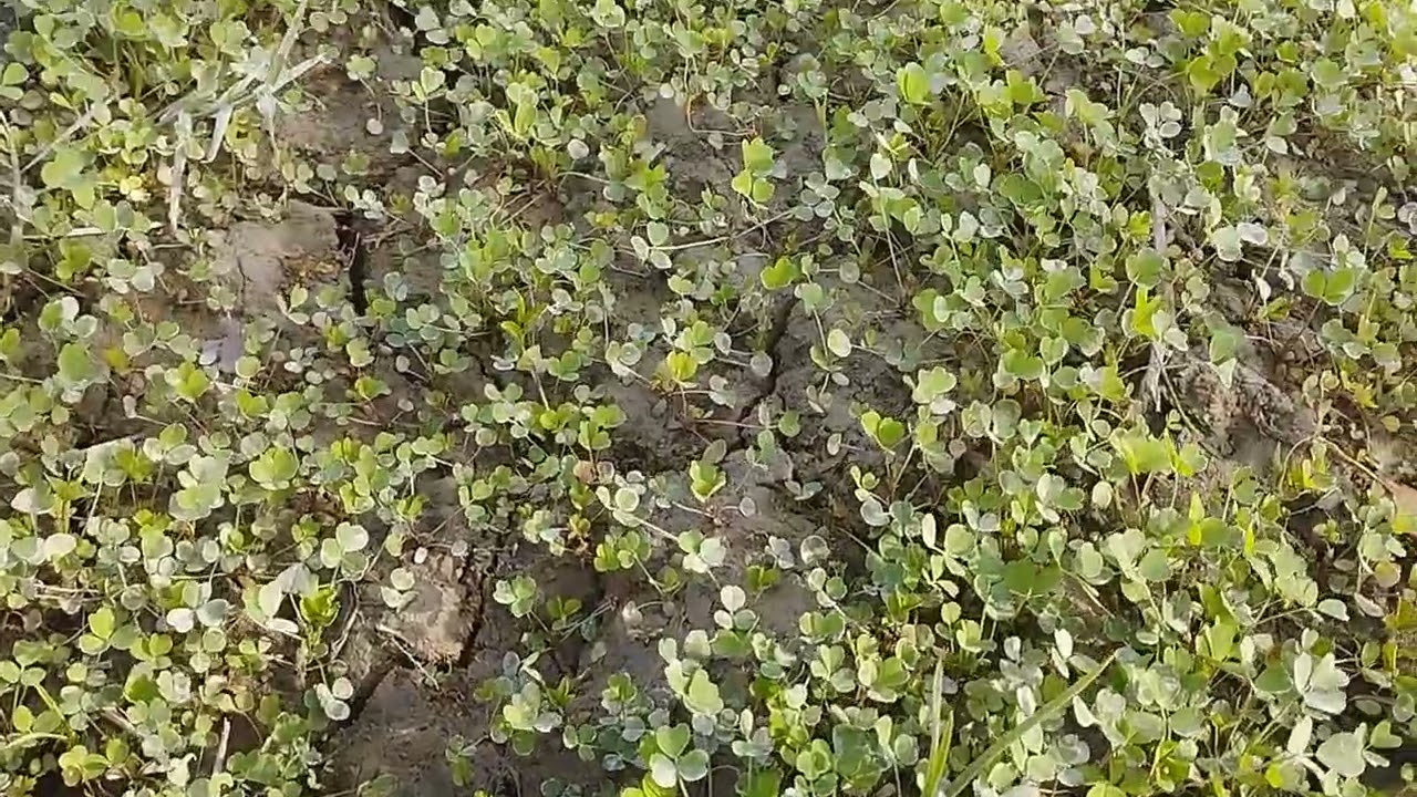 #Beda ekish sirlari. #дехкон #Agro. #motivation #Беда экиш #агро #беда #натижа #2025 