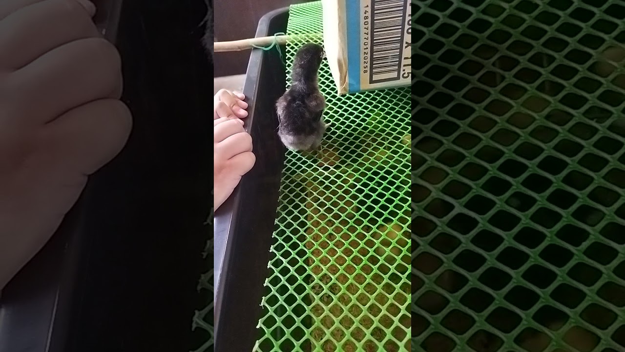 Day 12 Black australorp