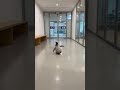 【驚き】自動ドアの音でペンギンが小ジャンプ🐧😂 #penguin #school #funny #japan #cute @chiero_piero