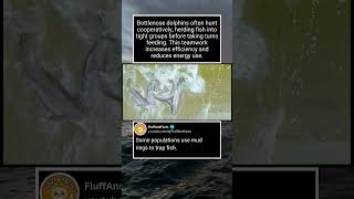 How Bottlenose Dolphins Hunt