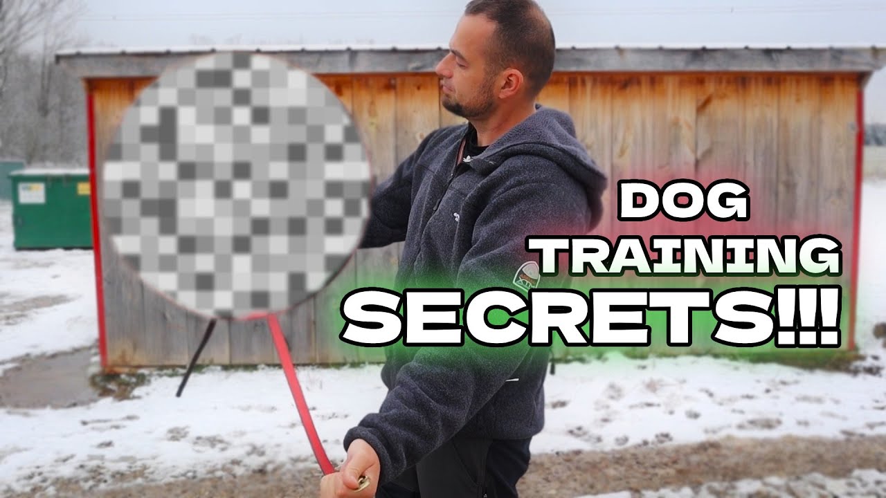 The BEST way to hold the Leash!!! Shield K9 Clips dog dogtraining YouTube