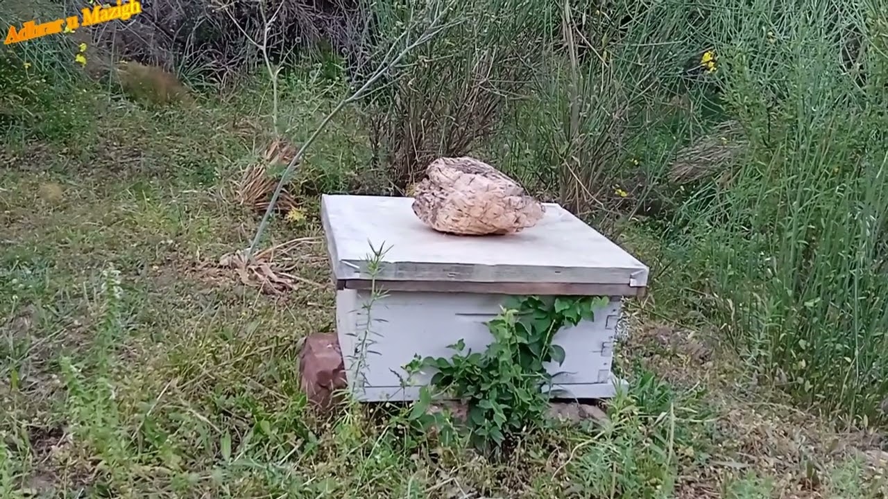 فات وقت العاسلة  ؟ !!... واش رايح نديرو للخلايا اللي وصلت الى 8، 9 و 10 اطارات في شهر جوان