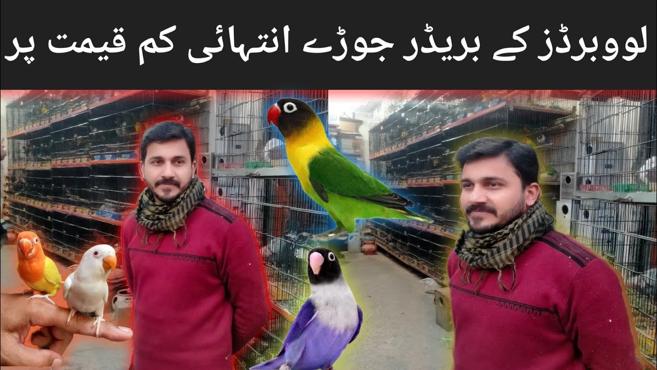 College Road Birds Market Rawalpindi love Birds Prices Creamino,Par