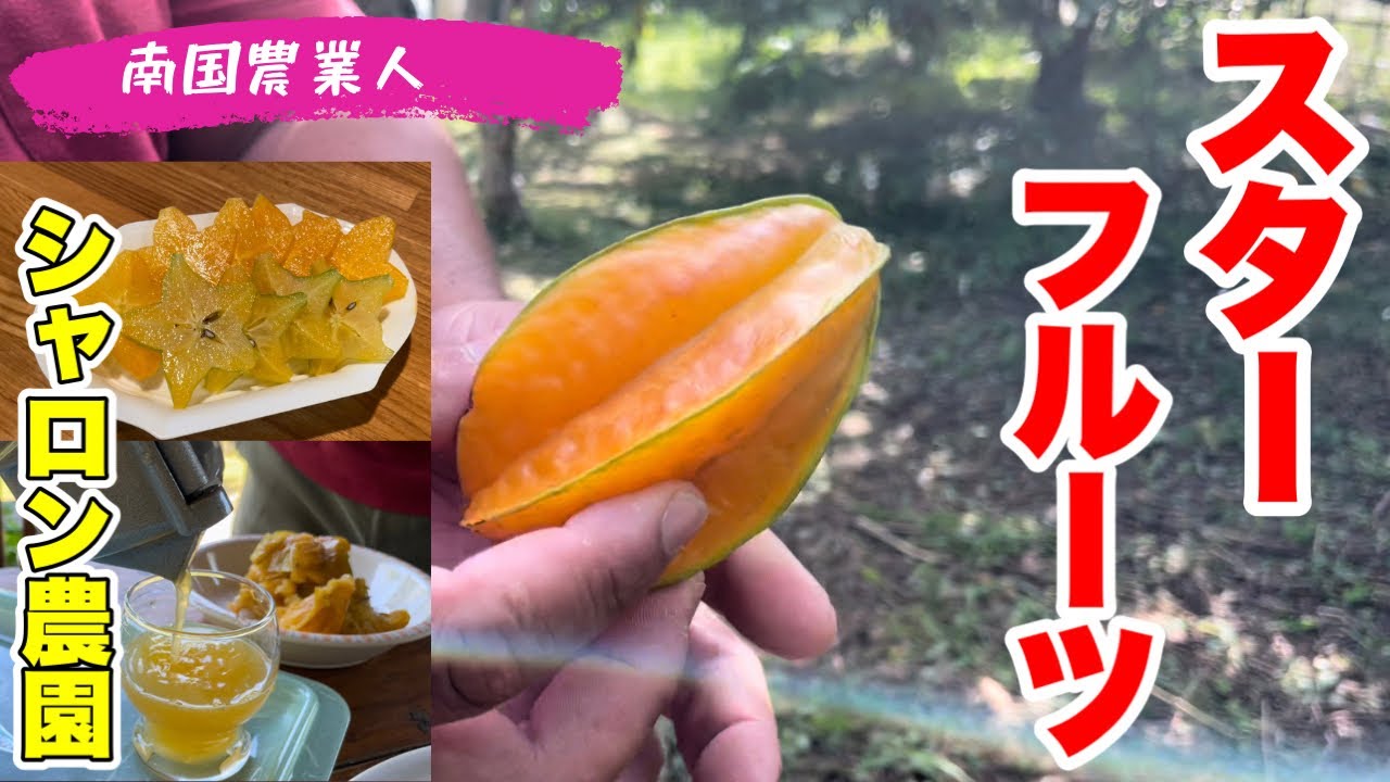 スターフルーツ】果汁たっぷり！甘くて美味しいスターフルーツ収穫