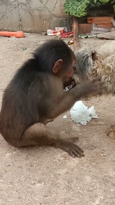 most aggressive monkey"Monkey Baby hihi" - YouTube