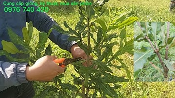 Bấm ngọn lần 2 cho cây mắc ca #tiacanhmacca